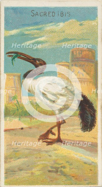 Sacred Ibis, from the Birds of the Tropics series (N5) for Allen & Ginter Cigarettes Brands, 1889. Creator: Allen & Ginter.