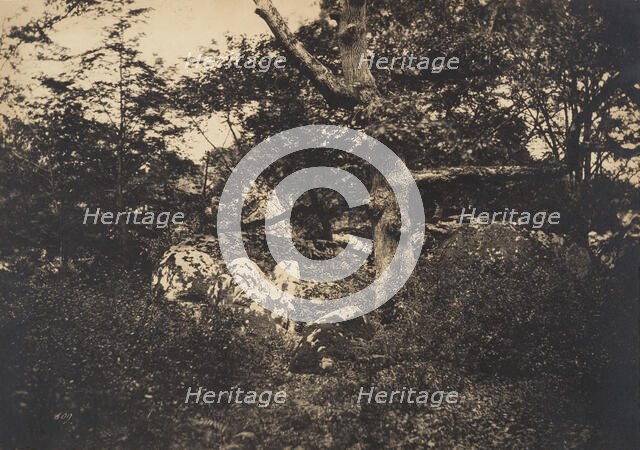 Chêne dans les rochers à Fontainebleau, 1849-52. Creator: Gustave Le Gray.