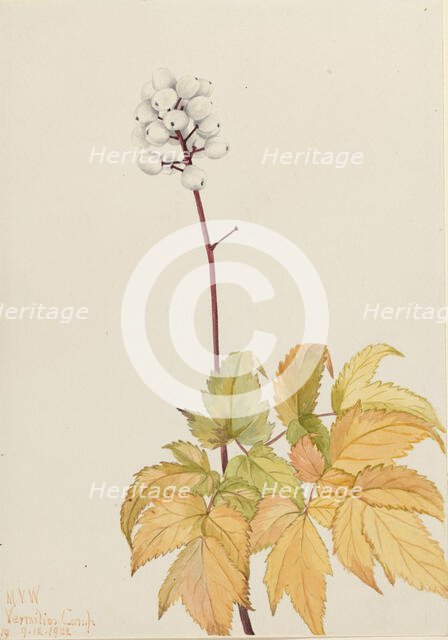 Ivory Baneberry (Actaea arguta), 1922. Creator: Mary Vaux Walcott.