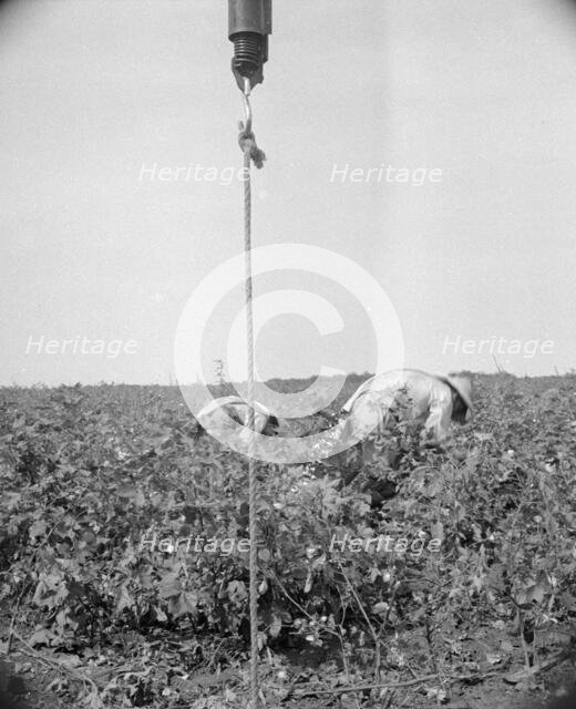 Cotton picking in south Texas, 1936. Creator: Dorothea Lange.