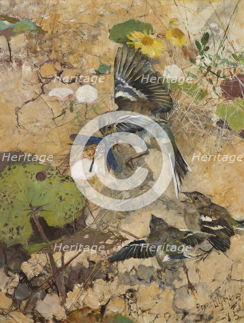 Chaffinches and Dragonflies. Five studies in one frame, 1885. Creator: Bruno Liljefors.