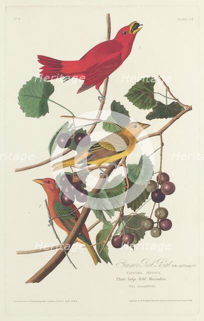 Summer Red Bird, 1828. Creator: Robert Havell.