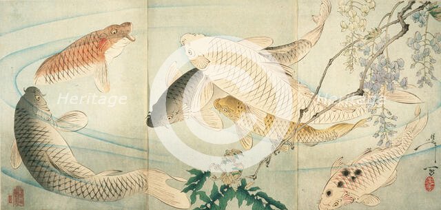 Carp with Wisteria, c1889. Creator: Tsukioka Yoshitoshi.