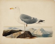 European Herring Gull, 1839. Creator: Ferdinand von Wright.