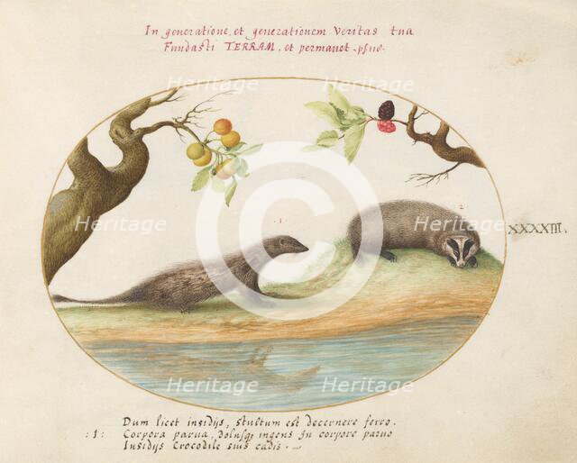 Animalia Qvadrvpedia et Reptilia (Terra): Plate XLIII, c. 1575/1580. Creator: Joris Hoefnagel.