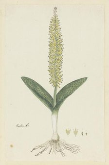 Lachenalia arbuthnotiae W.F. Barker (Hyacinth), 1777-1786. Creator: Robert Jacob Gordon.