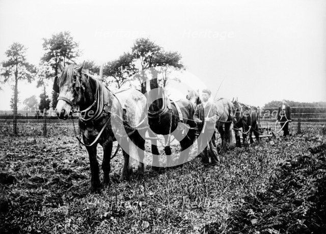 Ploughing in the Buckinghamshire countryside, c1896-c1920. Artist: Alfred Newton & Sons.