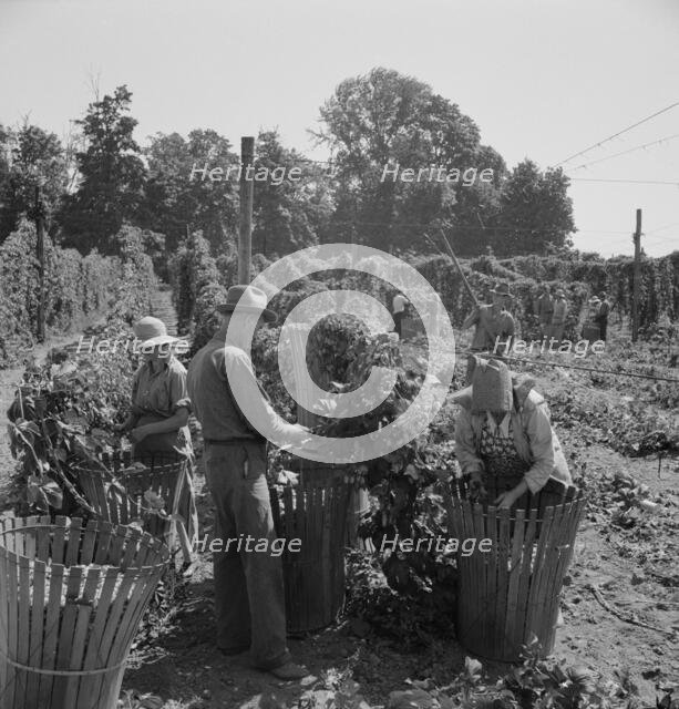 Migratory field workers in hop field, near Independence, Oregon, 1939. Creator: Dorothea Lange.