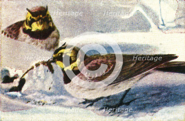 Alpine larks, c1928. Creator: Unknown.