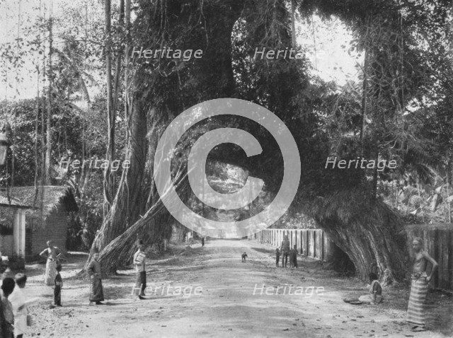 'Malerischer alter Feigen baum (Ficus indica) an der Strasse Clombo-Galle bei Kalutara', 1926. Artist: Unknown.
