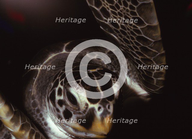 Loggerhead Turtle, (Caretta Caretta), 20th century. Artist: CM Dixon.