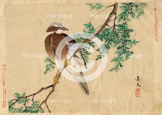 Keibun Kacho (flower and bird) vol 2 no.9, pub 1892. Creator: Matsumura Keibun.