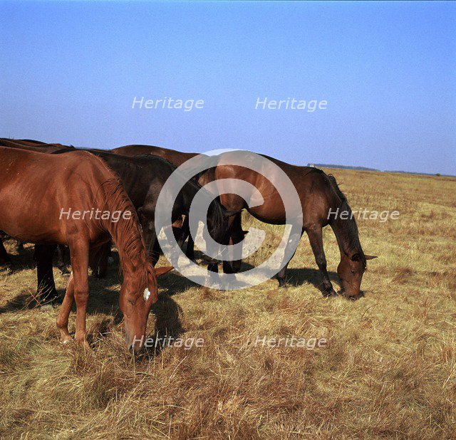 Herd of horses grazing on the Hortobagy plaza. Artist: CM Dixon Artist: Unknown