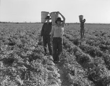 Pea pickers, end of the day, near Calipatria, California, 1939. Creator: Dorothea Lange.