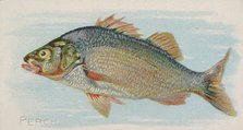 Perch, from the Fish from American Waters series (N8) for Allen & Ginter Cigarettes Brands, 1889. Creator: Allen & Ginter.