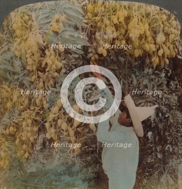 'Gathering luscious fruit from a heavily laden mango tree, Cuernavaca, Mexico', 1907. Artists: Elmer Underwood, Bert Elias Underwood.