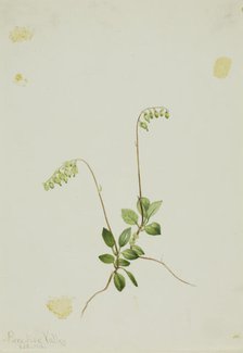 Sidebells Pyrola (Pyrola secunda), 1916. Creator: Mary Vaux Walcott.