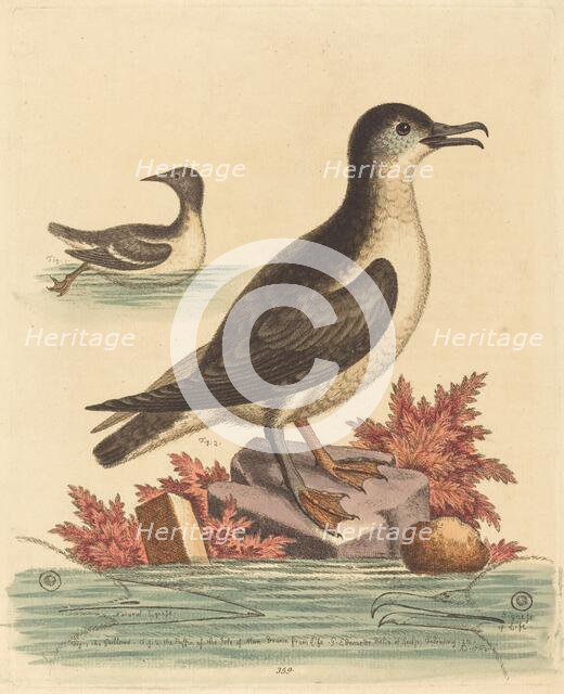 The Guillemot and the Puffin of the Isle of Man, 1762. Creator: George Edwards.