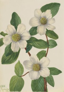 Pacific Dogwood (Cornus nuttallii), 1933. Creator: Mary Vaux Walcott.