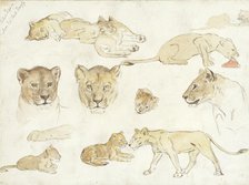 Studies of Lions, 1880-1946. Creator: Anna Maria Kruijff.