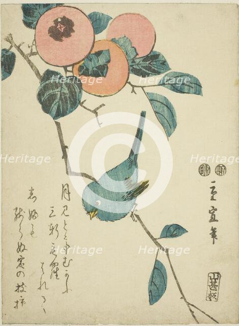 Japanese white-eye and persimmons, c. 1847/52. Creator: Utagawa Hiroshige II.