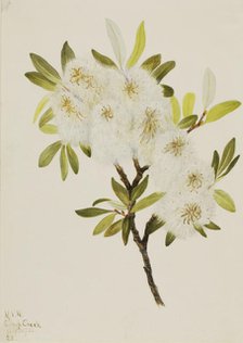 Drummond Willow (Salix drummondiana), 1921. Creator: Mary Vaux Walcott.