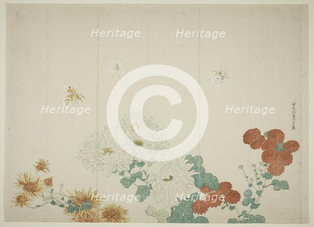 Three Types of Chrysanthemums, Japan, c. 1790. Creator: Kitao Shigemasa.