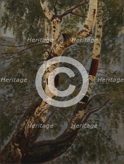 Birch trunks, exercise, c1854. Creator: Werner Holmberg.