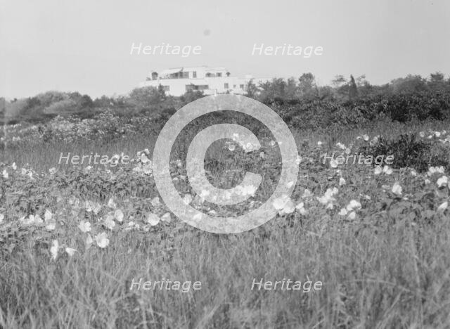 House and grounds of "The Shallows," property of Lucien Hamilton Tyng, Southampton, Long Island, 193 Creator: Arnold Genthe.