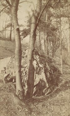 Tree Study, 1880s-90s. Creator: Unknown.
