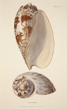 Voluta Miltonis, pub. 1833 (hand coloured engraving). Creator: English School (17th Century).