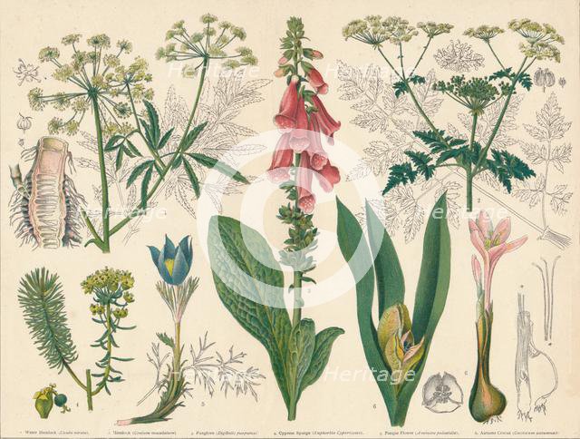 'British Poisonous Plants', mid-late 19th century. Creator: Cassell & Co.
