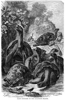 Giant tortoises of the Galapagos Islands which were observed by Darwin, 1894. Artist: Unknown