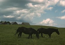 Work horses near Junction City, Kansas, 1942 or 1943. Creator: Louise Rosskam.