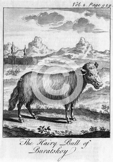 'The Hairy Bull of Buratskoy', c18th century. Artist: Unknown