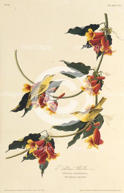 The Rathbone Warbler. From "The Birds of America", 1827-1838. Creator: Audubon, John James (1785-1851).