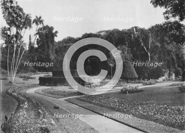 'The Fernery, Peradeniya Gardens, Ceylon', c1890 (1910). Artist: Alfred William Amandus Plate.
