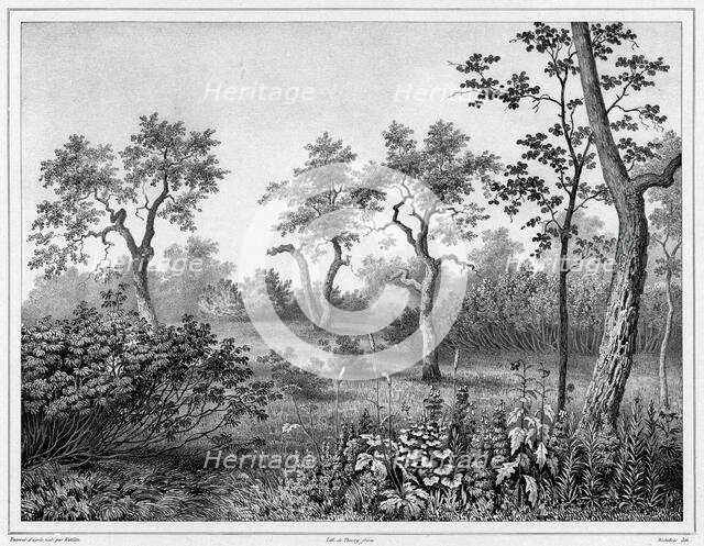 Vegetation of Kamchatka, 19th century. Creators: Friedrich Heinrich Kittlitz, Louis-Pierre-Alphonse Bichebois.