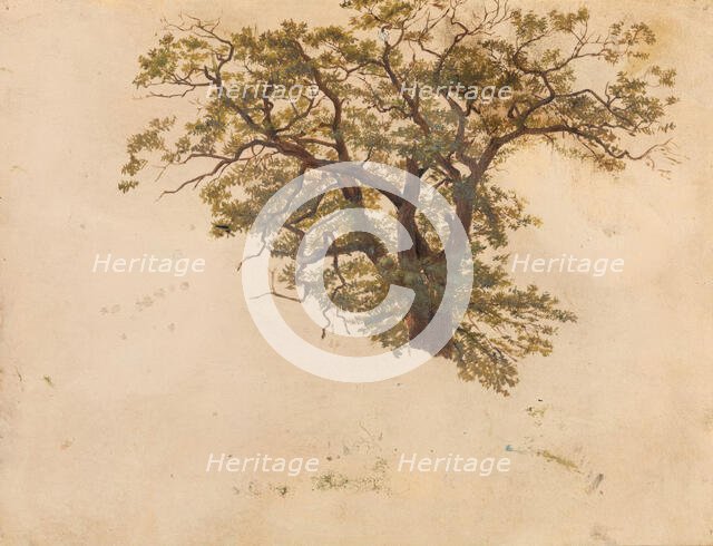 Study of an Oak, probably 1830. Creator: Adolph Tidemand.