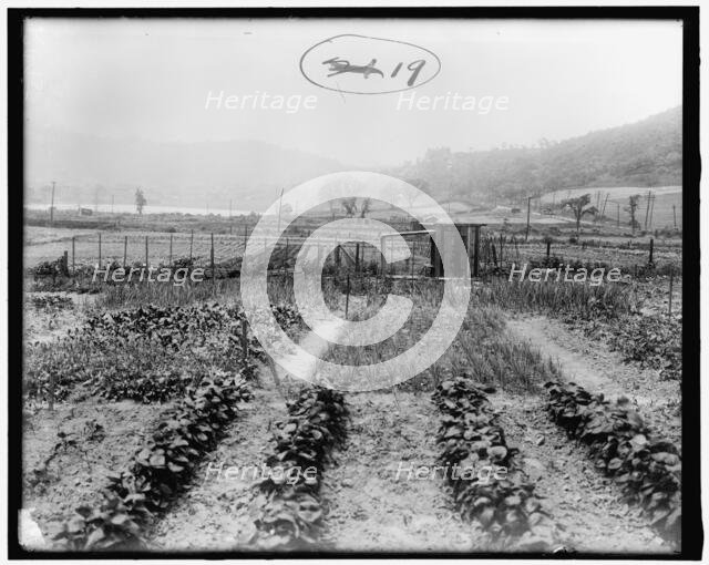 War Garden Commission, between 1910 and 1920. Creator: Harris & Ewing.