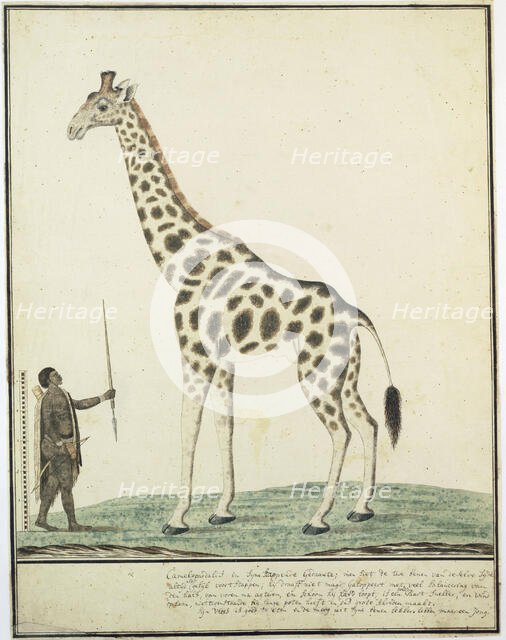Giraffa camelopardalis (Giraffe), 1779. Creator: Robert Jacob Gordon.