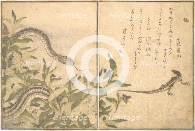 Rat Snake (Hebi); Lizard or Skink (Tokage)..., 1788. Creator: Kitagawa Utamaro.