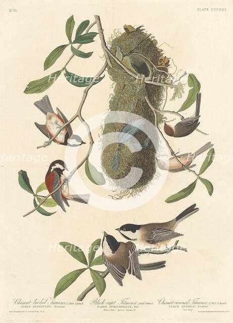 Chestnut-backed Titmouse, Black-capped Titmouse and Chestnut-crowned Titmouse, 1837. Creator: Robert Havell.