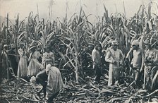 'A Sugar Cane Plantation', 1916. Artist: Valentine & Sons.