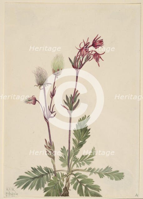 Prairie-Smoke (Sieversia ciliata), 1921. Creator: Mary Vaux Walcott.