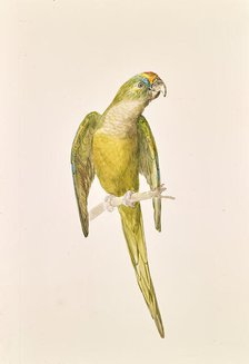 Parrot, around 1840/1850. Creator: Leopold von Stoll.