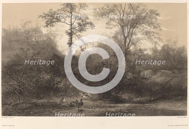 Canards Sauvages. Creator: Karl Bodmer.