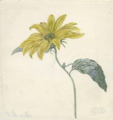 Sunflower, c.1800-c.1900. Creator: D. van Alphen.