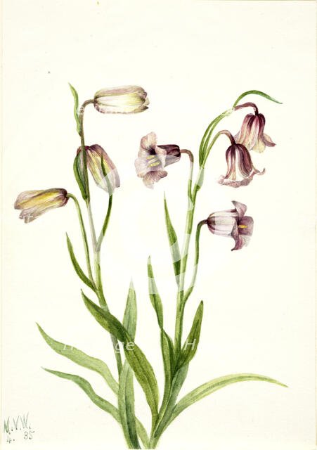 Fritillary (Fritillaria biflora), 1935. Creator: Mary Vaux Walcott.