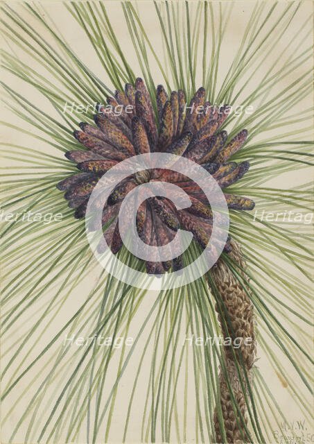 Longleaf Pine (Pinus palustris), 1929. Creator: Mary Vaux Walcott.